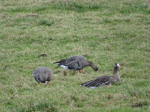这支代表西 这支代表西